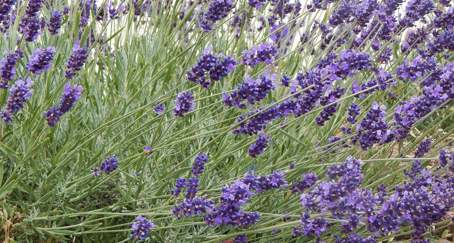 Gartengestaltung Lavendel