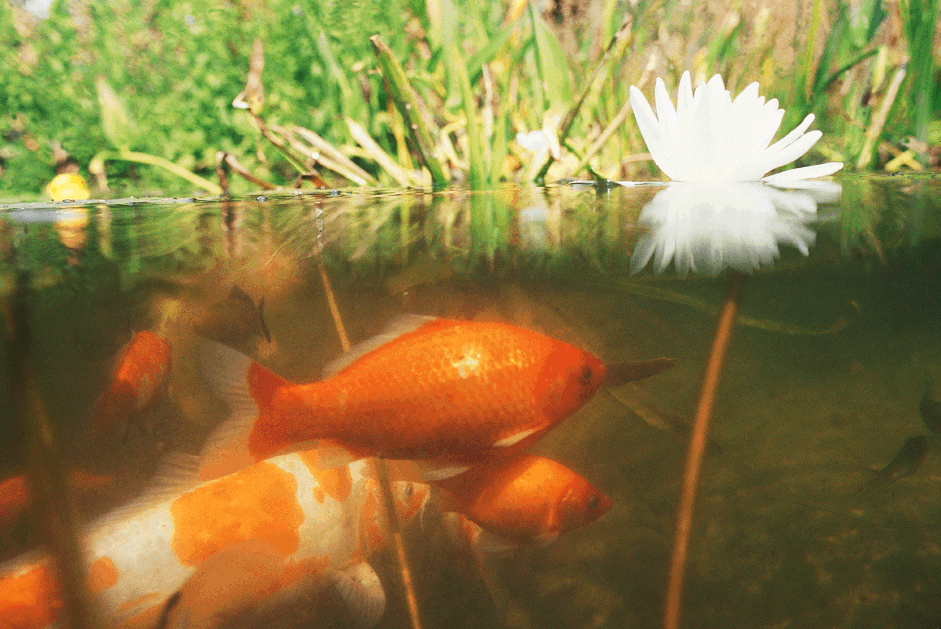 Fische im Teich