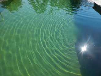 Wasserqualität Schwimmteich